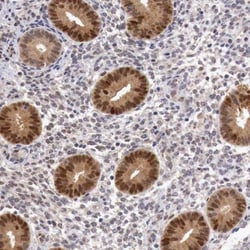 FAM122B Antibody, Novus Biologicals 25 &mu;L; Unlabeled:Antibodies, Polyclonal