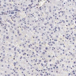 FAM122B Antibody, Novus Biologicals 25 &mu;L; Unlabeled:Antibodies, Polyclonal