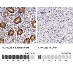 FAM122B Antibody, Novus Biologicals 25 &mu;L; Unlabeled:Antibodies, Polyclonal