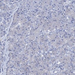 FAM123A Antibody, Novus Biologicals 25 &mu;L, Unlabeled:Antibodies, Polyclonal