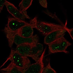 FAM123C Antibody, Novus Biologicals:Antibodies:Primary Antibodies
