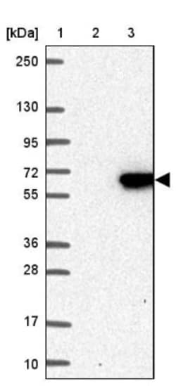 FAM126A Antibody, Novus Biologicals:Antibodies:Primary Antibodies