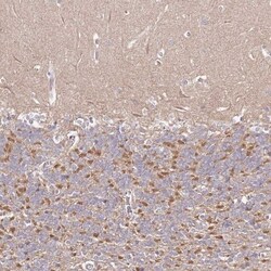 FAM126B Antibody, Novus Biologicals 25 &mu;L, Unlabeled:Antibodies, Polyclonal