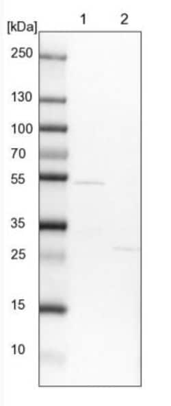 FAM126B Antibody, Novus Biologicals 25 &mu;L | Buy Online | Novus Biologicals | Fisher Scientific