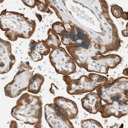 FAM129B Antibody, Novus Biologicals 0.1mL; Unlabeled:Antibodies, Polyclonal