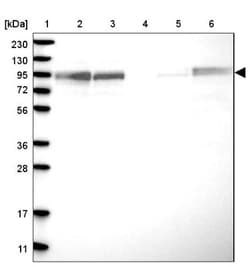FAM129B Antibody, Novus Biologicals 0.1mL; Unlabeled:Antibodies, Polyclonal
