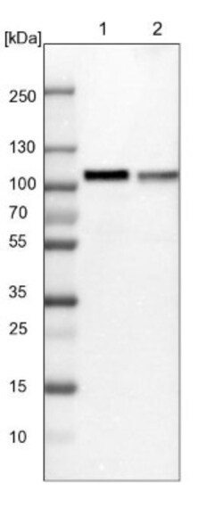 FAM129B Antibody, Novus Biologicals:Antibodies:Primary Antibodies