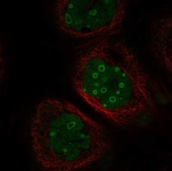 FAM131A Antibody, Novus Biologicals:Antibodies:Primary Antibodies