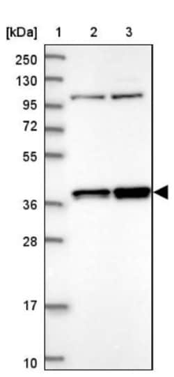 FAM131A Antibody, Novus Biologicals:Antibodies:Primary Antibodies