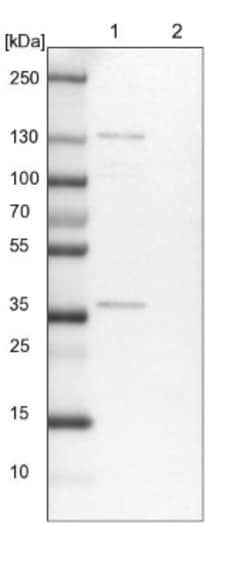 FAM131A Antibody, Novus Biologicals:Antibodies:Primary Antibodies