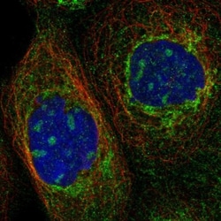 FAM131C Antibody, Novus Biologicals 25 &mu;L, Unlabeled:Antibodies, Polyclonal