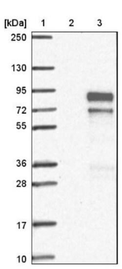 FAM13C1 Antibody, Novus Biologicals 25 &mu;L, Unconjugated:Antibodies,