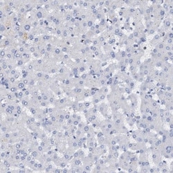 FAM155A Antibody, Novus Biologicals:Antibodies:Primary Antibodies
