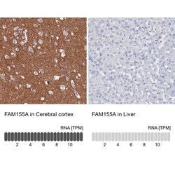 FAM155A Antibody, Novus Biologicals:Antibodies:Primary Antibodies