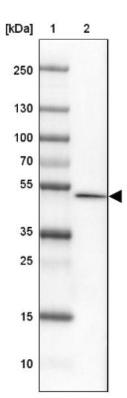 FAM155A Antibody, Novus Biologicals:Antibodies:Primary Antibodies