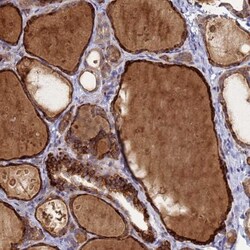 FAM160A1 Antibody, Novus Biologicals:Antibodies:Primary Antibodies