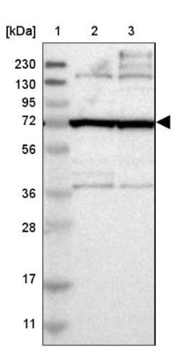 FAM161B Antibody, Novus Biologicals 25 &mu;L; Unlabeled:Antibodies, Polyclonal