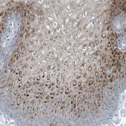 FAM162A Antibody, Novus Biologicals 0.1mL; Unlabeled:Antibodies, Polyclonal
