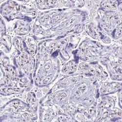 FAM162B Antibody, Novus Biologicals:Antibodies:Primary Antibodies