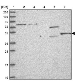 FAM164C Antibody, Novus Biologicals:Antibodies:Primary Antibodies