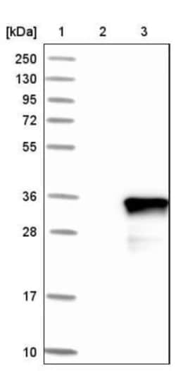 FAM167A Antibody, Novus Biologicals 0.1mL; Unlabeled:Antibodies, Polyclonal