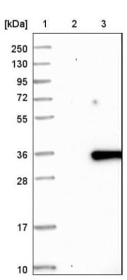FAM167A Antibody, Novus Biologicals:Antibodies:Primary Antibodies