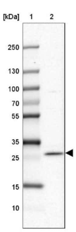 FAM168A Antibody, Novus Biologicals 25 &mu;L; Unlabeled:Antibodies, Polyclonal