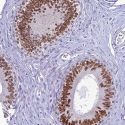 FAM169A Antibody, Novus Biologicals 25 &mu;L, Unlabeled:Antibodies, Polyclonal