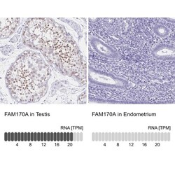 FAM170A Antibody, Novus Biologicals:Antibodies:Primary Antibodies