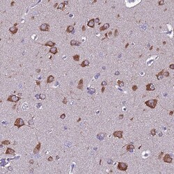 FAM173A Antibody, Novus Biologicals 25 &mu;L | Buy Online | Novus Biologicals | Fisher Scientific