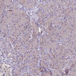FAM173A Antibody, Novus Biologicals 25 &mu;L | Buy Online | Novus Biologicals | Fisher Scientific