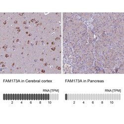 FAM173A Antibody, Novus Biologicals 25 &mu;L | Buy Online | Novus Biologicals | Fisher Scientific