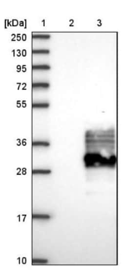 FAM174A Antibody, Novus Biologicals 0.1mL; Unlabeled:Antibodies, Polyclonal