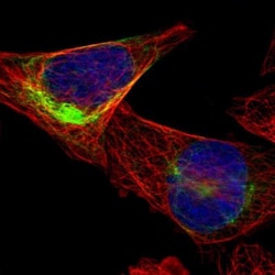 FAM174B Antibody, Novus Biologicals 0.1mL; Unlabeled:Antibodies, Polyclonal