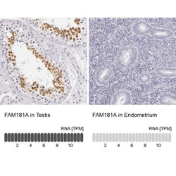 FAM181A Antibody, Novus Biologicals 25 &mu;L, Unconjugated:Antibodies,