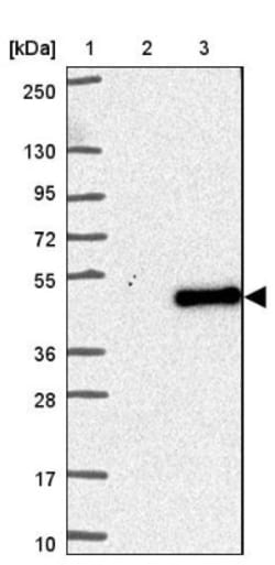 FAM181A Antibody, Novus Biologicals 25 &mu;L, Unconjugated:Antibodies,