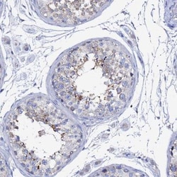 FAM183A Antibody, Novus Biologicals 0.1mL; Unlabeled:Antibodies, Polyclonal