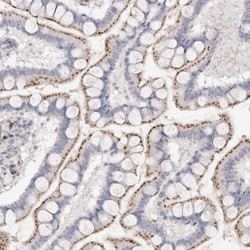 FAM185A Antibody, Novus Biologicals:Antibodies:Primary Antibodies