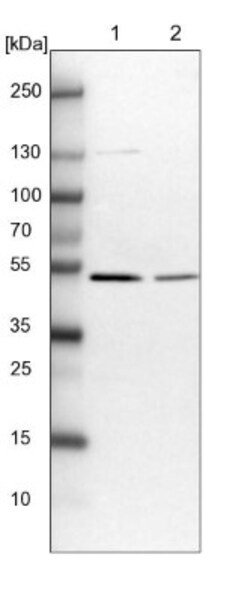 FAM188A Antibody, Novus Biologicals:Antibodies:Primary Antibodies