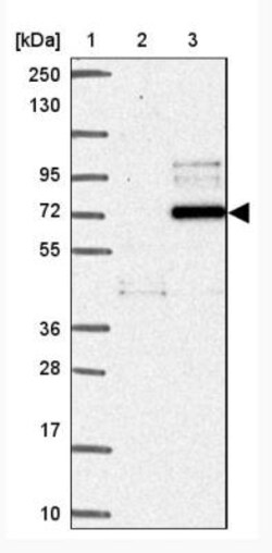 FAM190A Antibody, Novus Biologicals 0.1mL; Unlabeled:Antibodies, Polyclonal