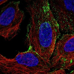 FAM198A Antibody, Novus Biologicals:Antibodies:Primary Antibodies