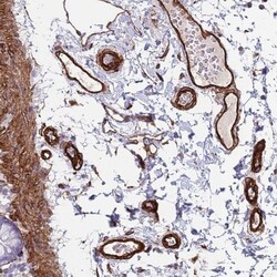 FAM198A Antibody, Novus Biologicals:Antibodies:Primary Antibodies