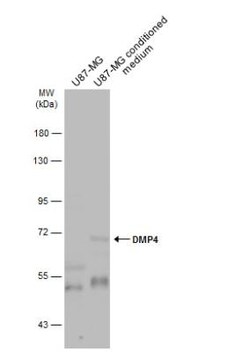 FAM20C Antibody, Novus Biologicals 0.1mL; Unlabeled:Antibodies, Polyclonal