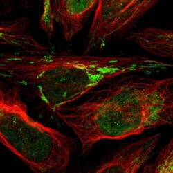 FAM210A Antibody, Novus Biologicals 25 &mu;L, Unlabeled:Antibodies, Polyclonal