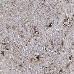 FAM210A Antibody, Novus Biologicals 25 &mu;L, Unlabeled:Antibodies, Polyclonal