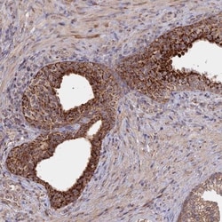 FAM210B Antibody, Novus Biologicals 25 &mu;L, Unlabeled:Antibodies, Polyclonal