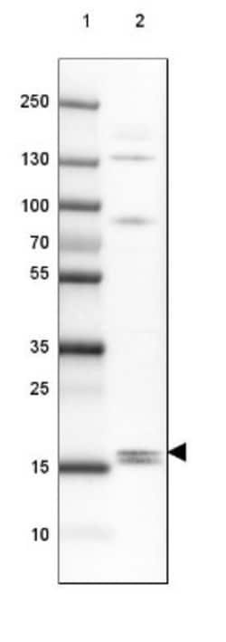 FAM210B Antibody, Novus Biologicals 25 &mu;L, Unlabeled:Antibodies, Polyclonal