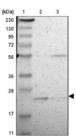 FAM213B Antibody, Novus Biologicals:Antibodies:Primary Antibodies