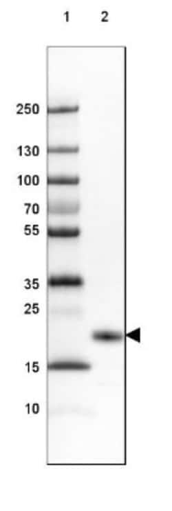FAM213B Antibody, Novus Biologicals:Antibodies:Primary Antibodies
