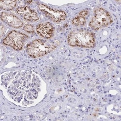 FAM219B Antibody, Novus Biologicals 25 &mu;L, Unlabeled:Antibodies, Polyclonal